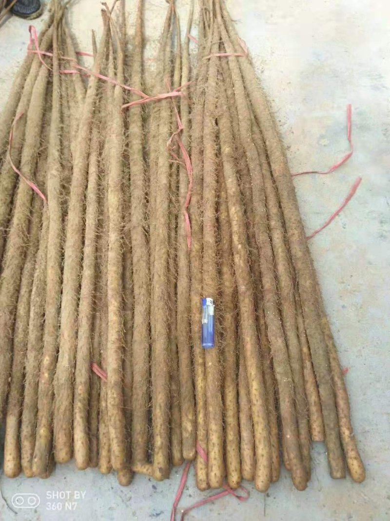 专业储存铁棍山药！正宗铁棍，代收代销山东山药口感面甜糯