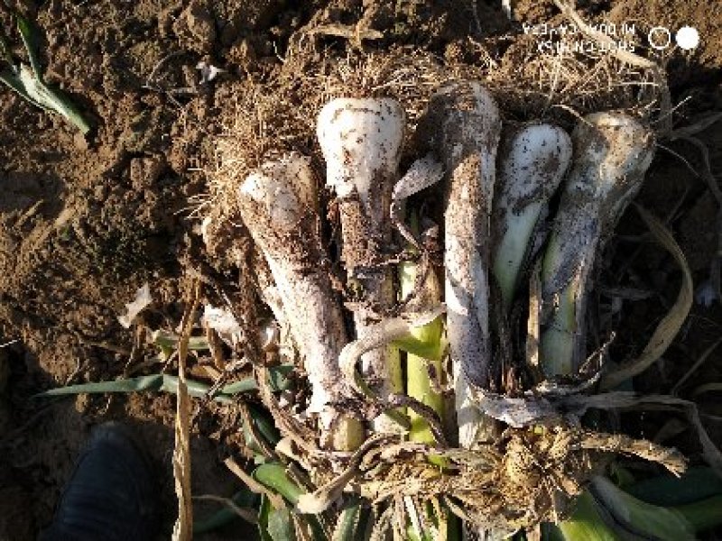 鸡腿大葱，大头葱，25-30cm，鲜货，干货