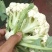 白面青梗散花，产地直供，一手货源，诚信代收，代发全国。