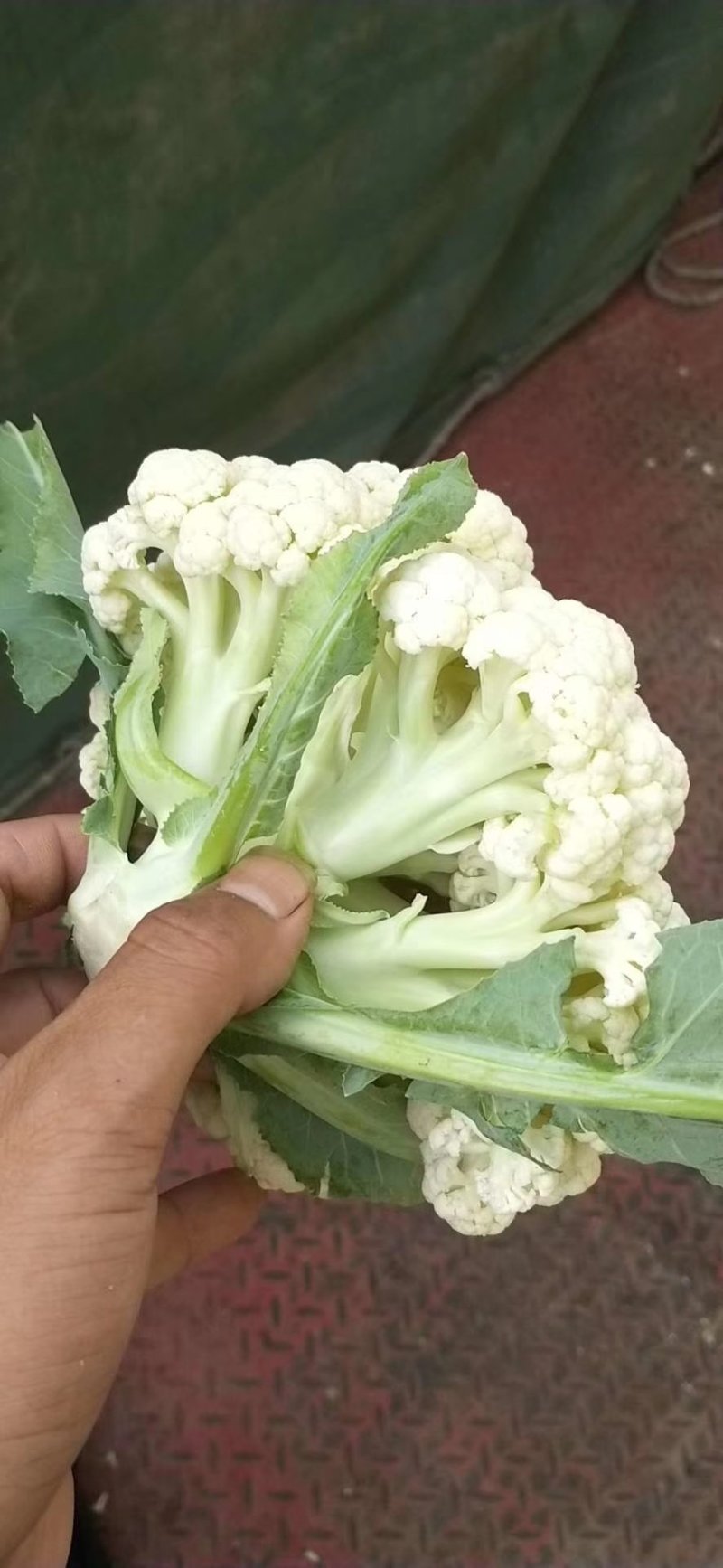 白面青梗散花，产地直供，一手货源，诚信代收，代发全国。