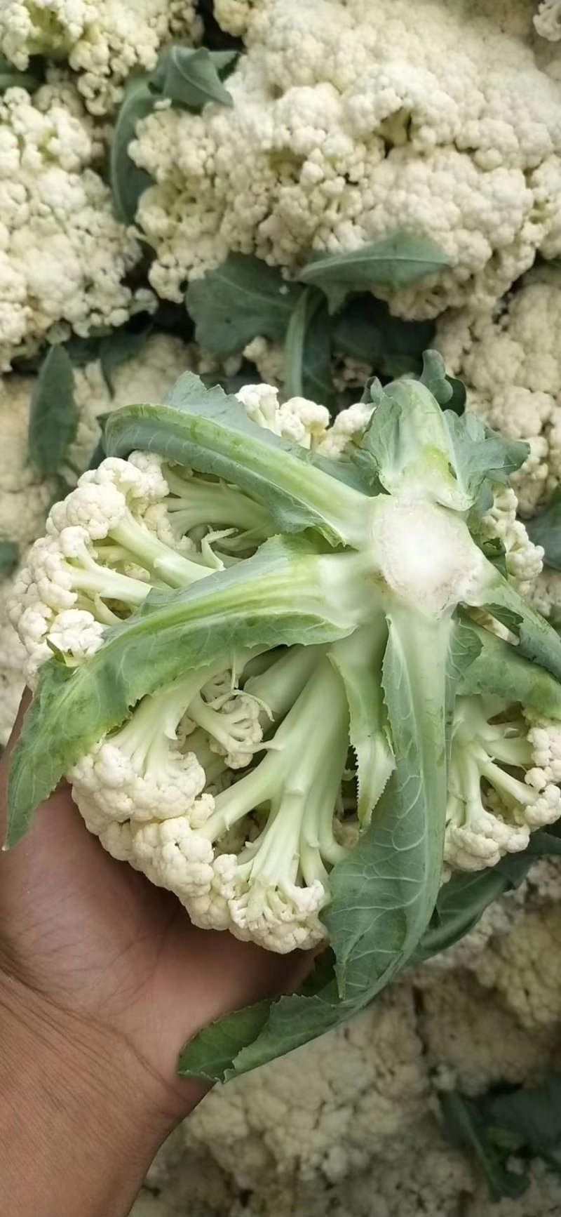 白面青梗散花，产地直供，一手货源，诚信代收，代发全国。