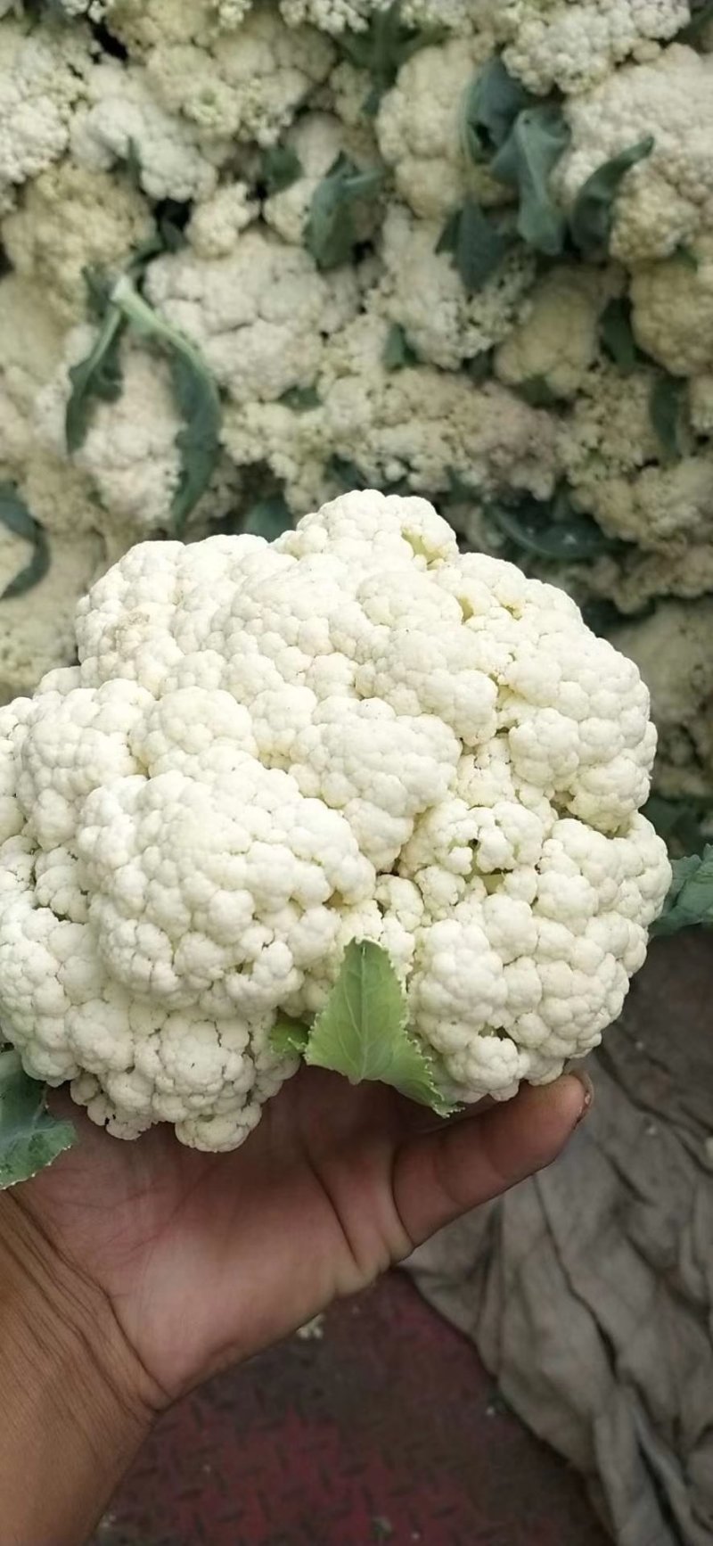 白面青梗散花，产地直供，一手货源，诚信代收，代发全国。