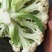 白面青梗散花，产地直供，一手货源，诚信代收，代发全国。