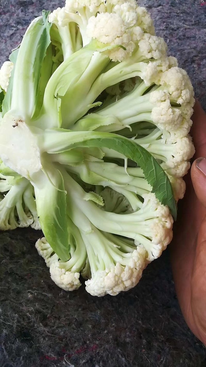 白面青梗散花，产地直供，一手货源，诚信代收，代发全国。