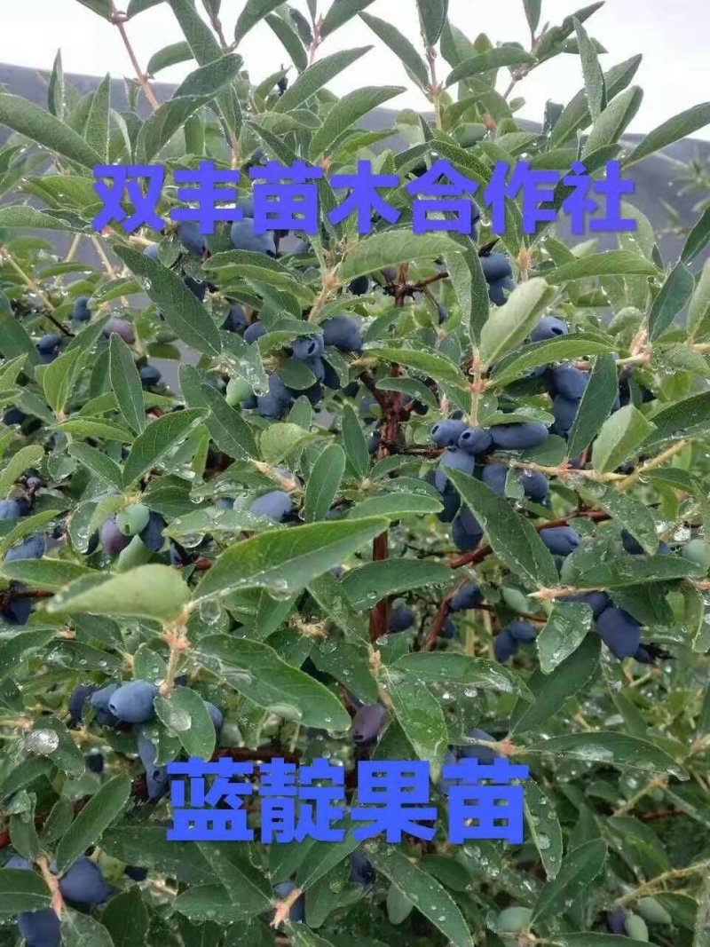 蓝靛果苗。基地直发。价格低。成活率高。服务好量大优惠。
