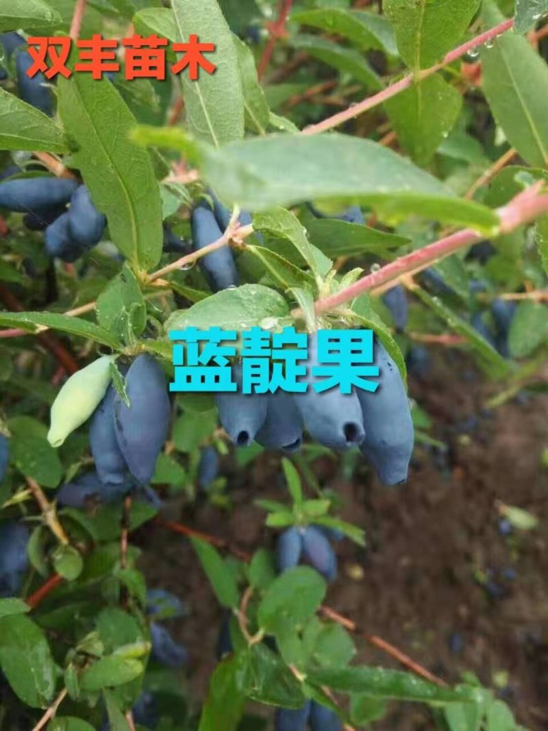 蓝靛果苗。基地直发。价格低。成活率高。服务好量大优惠。