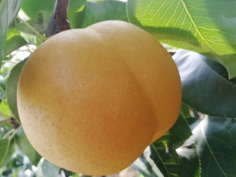 这个价格这梨最好