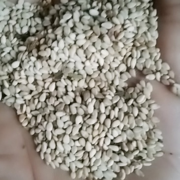 自己家种的芝麻