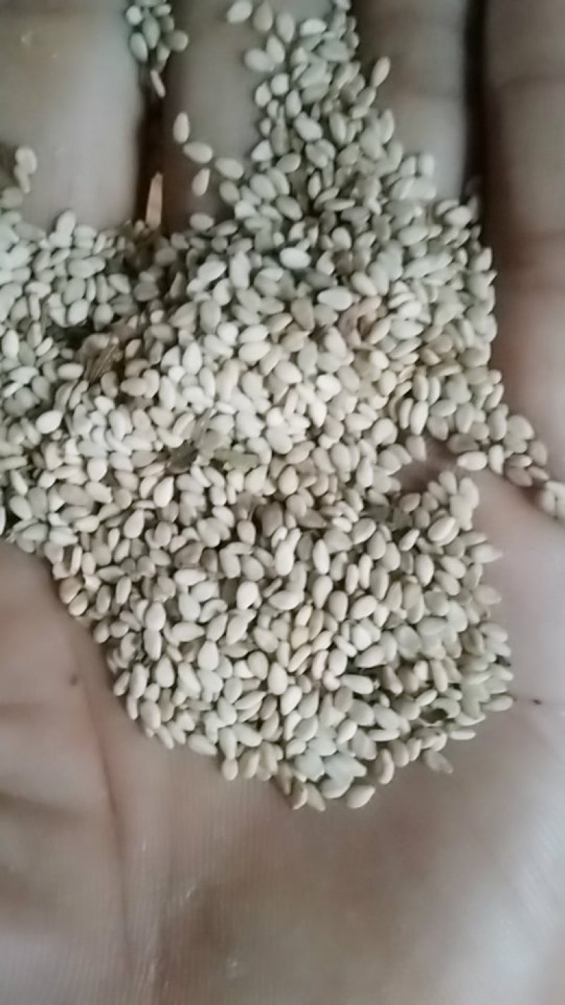 自己家种的芝麻