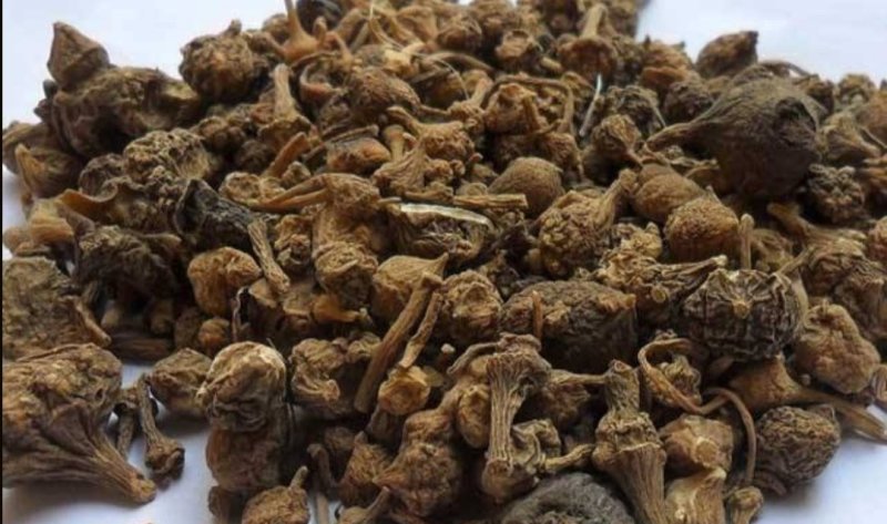 珠子参，道地药材，质优价实，品质保证，药典标准一公斤起批