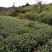 优质茶叶种苗，品种其全