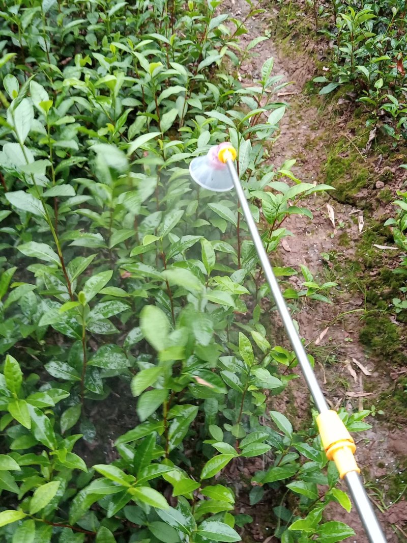 优质茶叶种苗，品种其全