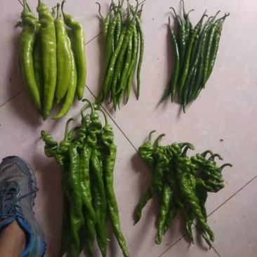 鲜辣椒