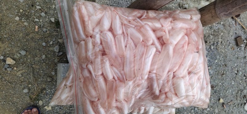 大翘嘴鱼泡都是每天用新鲜大鱼杀出来的新鲜鱼泡。