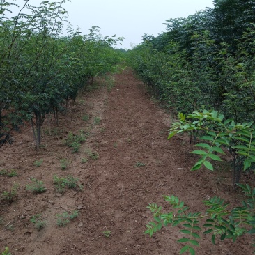 花椒树三年树，两年至5年。