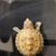 虎纹龟虎纹蛋龟巨头剃刀头盔麝香龟宠物龟