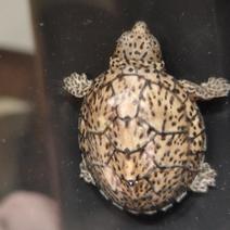 巨头龟巨头蛋龟虎纹麝香头盔果核龟
