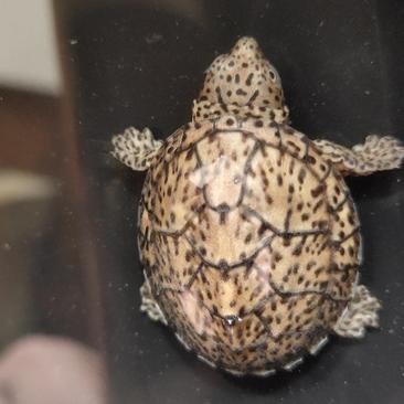巨头龟巨头蛋龟虎纹麝香头盔果核龟