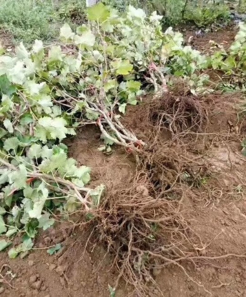 优质葡萄树，本基地常年大量供应