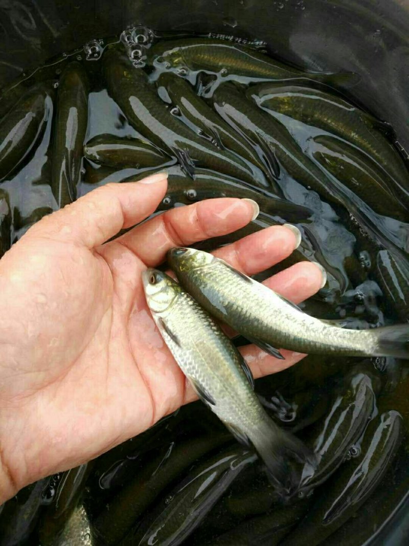 草鱼