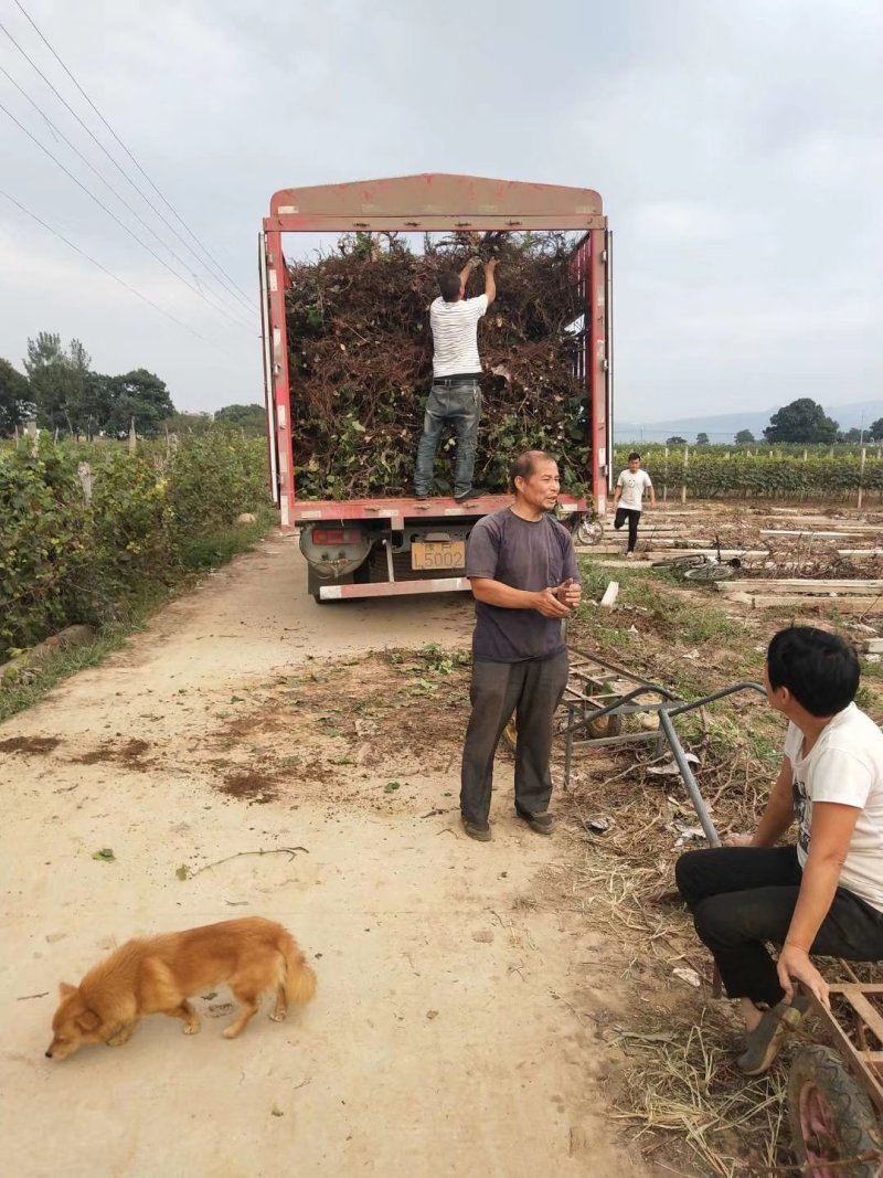 供应大量的2一5公分葡萄树