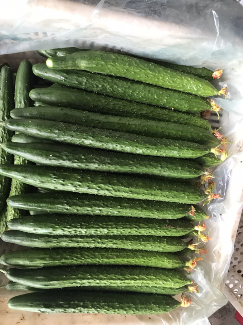 亮条，密刺黄瓜，瓜条直，青皮绿肉，产地直发。