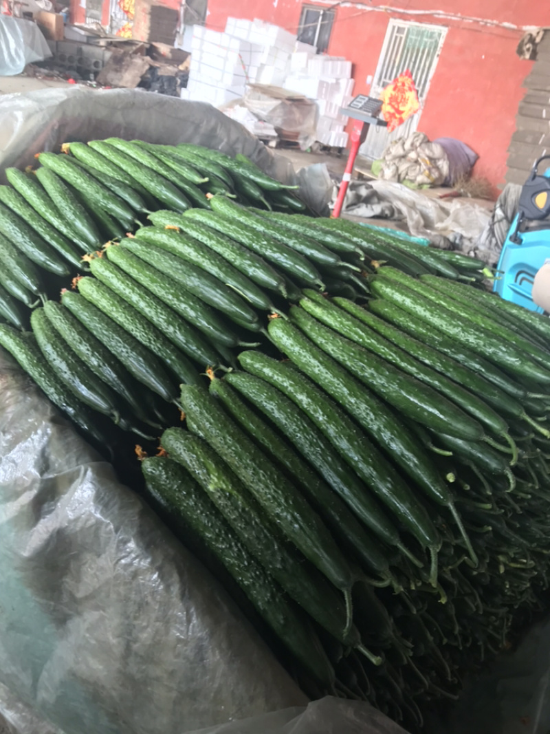 亮条，密刺黄瓜，瓜条直，青皮绿肉，产地直发。