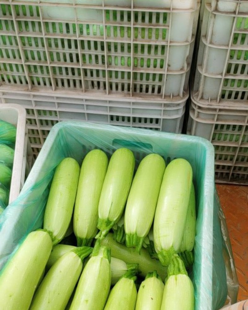 连云港绿皮西葫芦大量上市