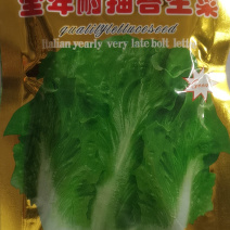 意大利全面耐抽苔生菜种子