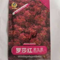 罗莎红紫生菜种子