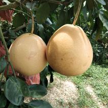 三红密柚生产基地广西来宾象州，靓货正在上市，价格美丽！