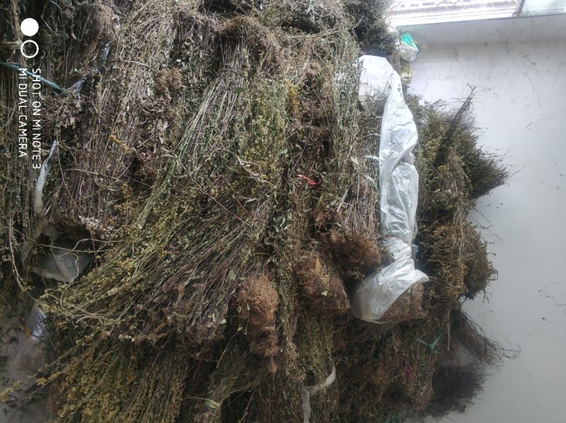 贵州中药材正品一枝黄花一束黄花包邮