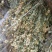 贵州中药材正品一枝黄花一束黄花包邮