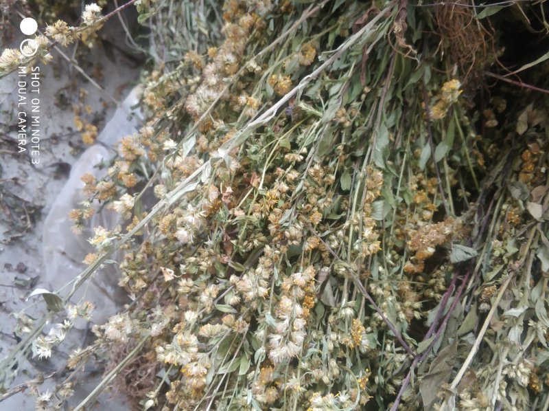 贵州中药材正品一枝黄花一束黄花包邮