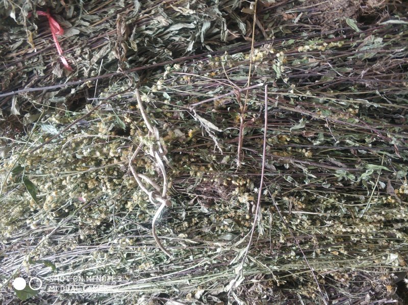 贵州中药材正品一枝黄花一束黄花包邮