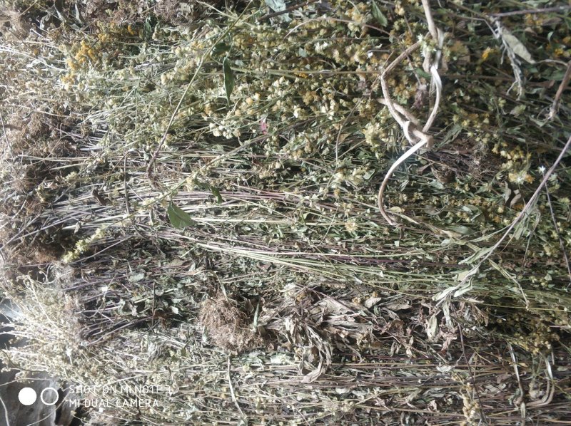 贵州中药材正品一枝黄花一束黄花包邮