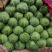 精品甘蓝河北甘蓝口感好产地直供量大从优价格优惠