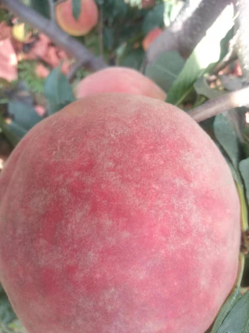 双节红，大红冠，大量上市