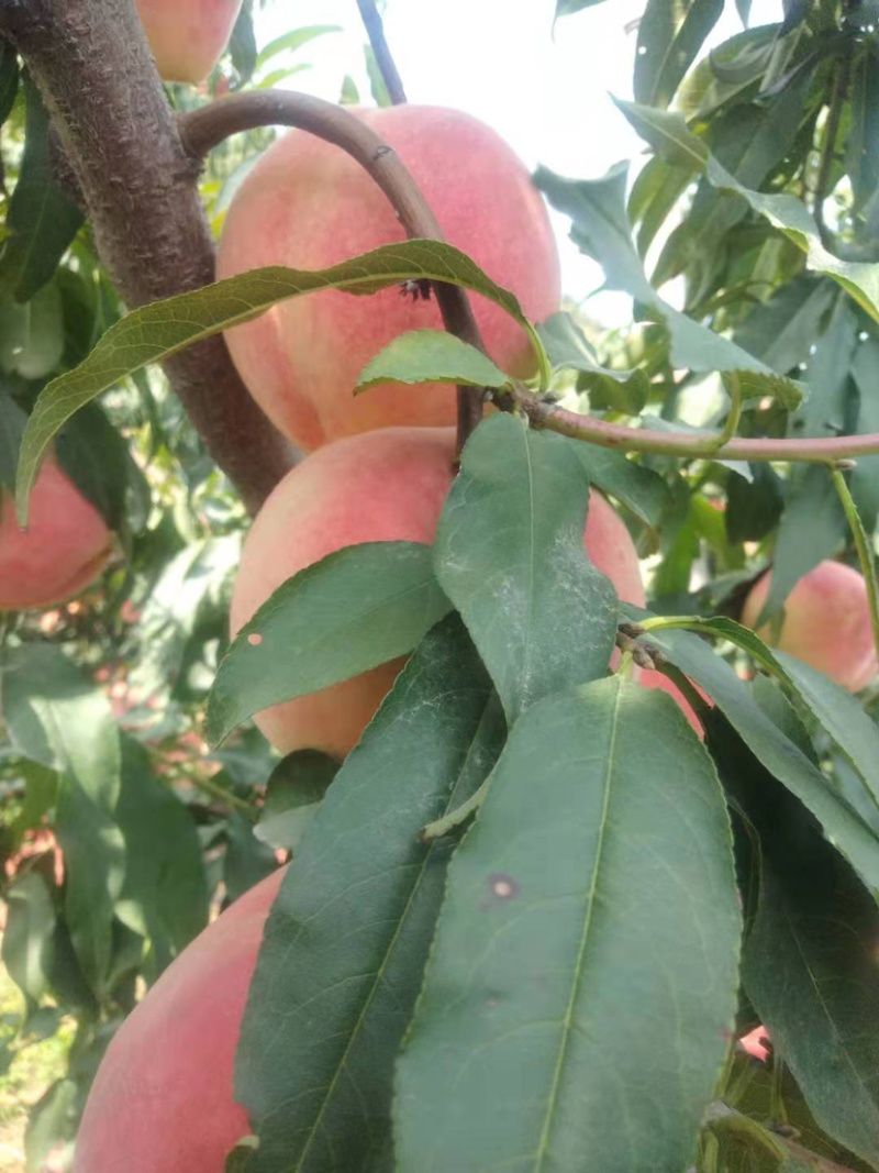 双节红，大红冠，大量上市