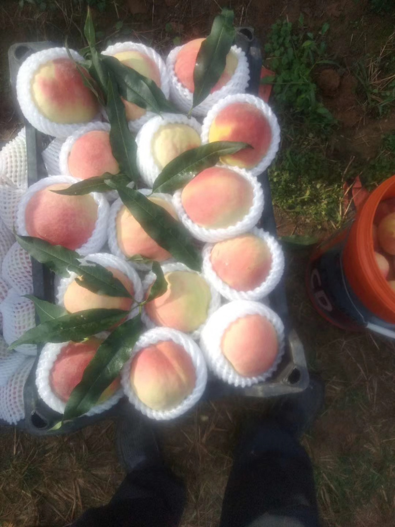双节红，大红冠，大量上市