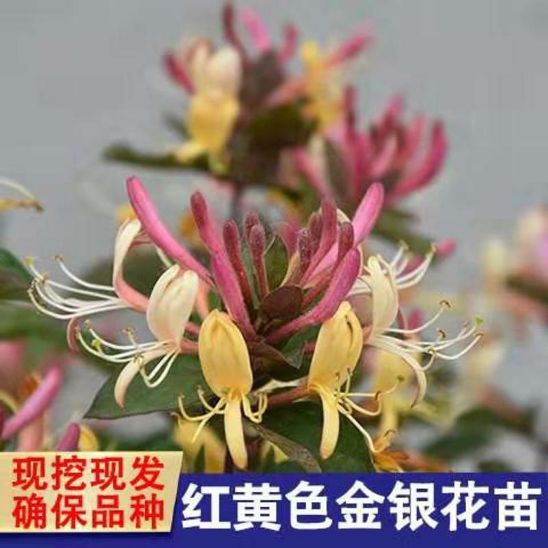 金银花苗（四季金银花，红金银花，黄白金银花）南北适种，