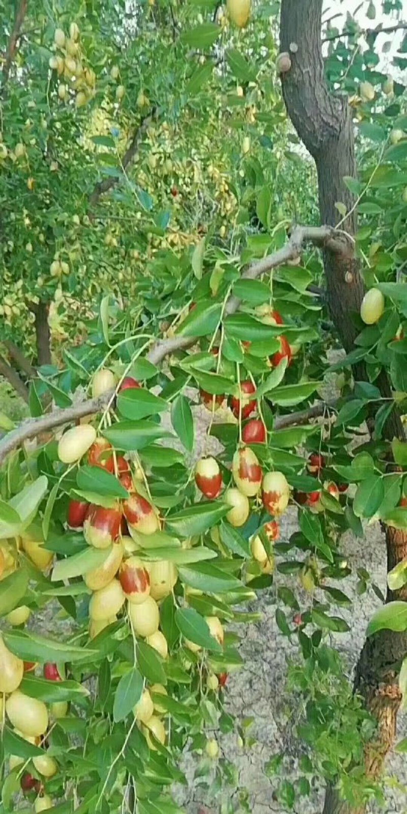 鲜元红大枣无核小枣金丝小枣
