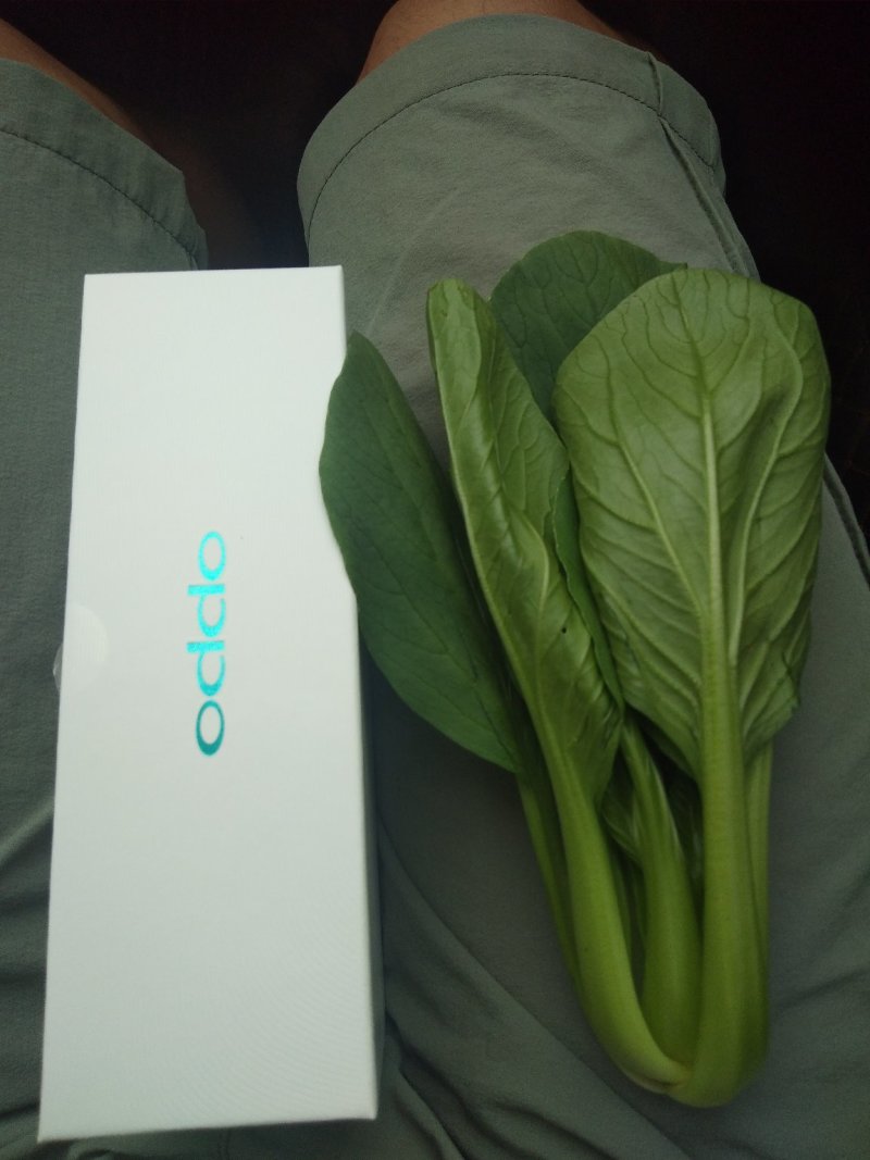 蔬菜