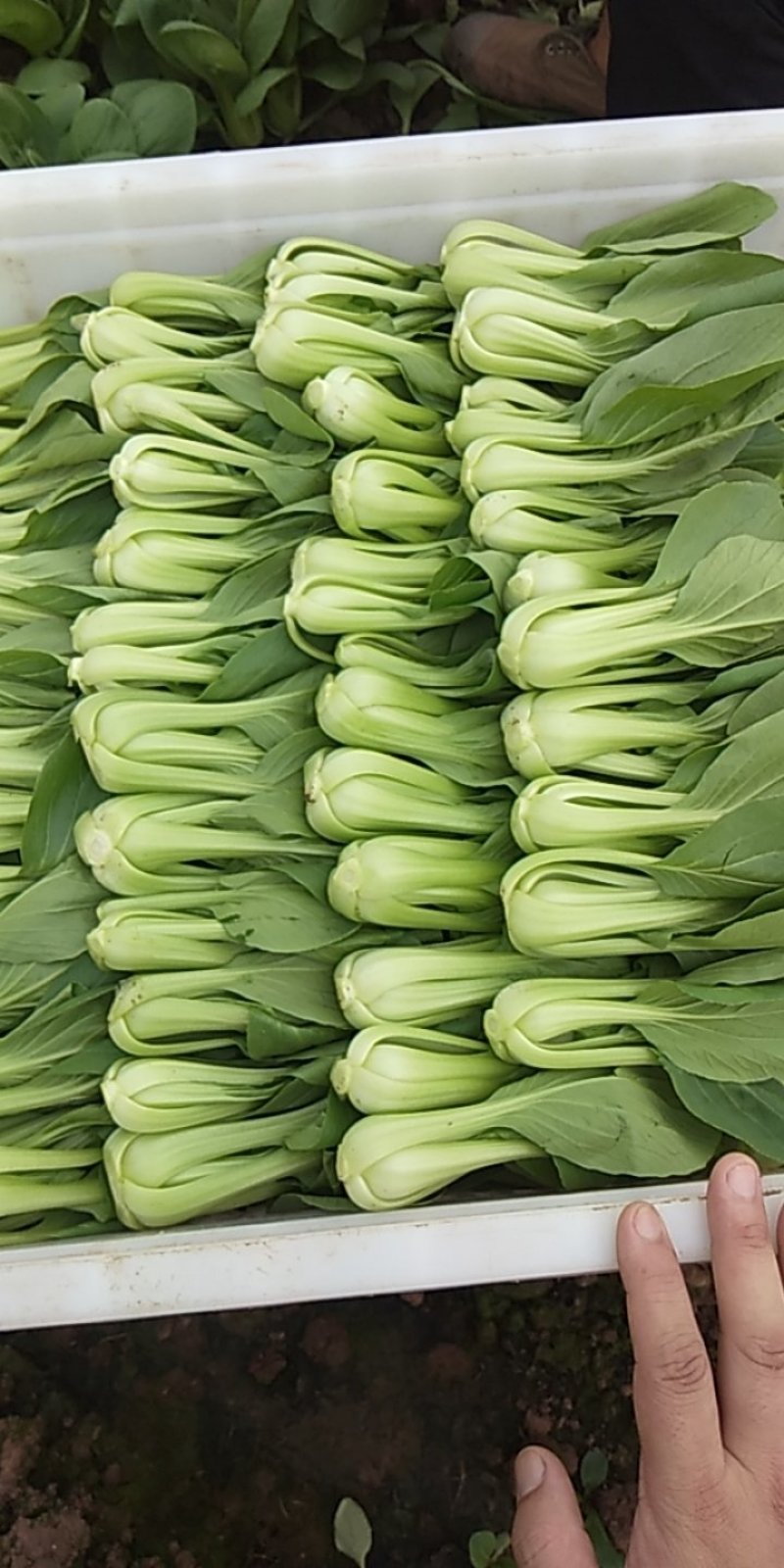 蔬菜