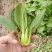 蔬菜