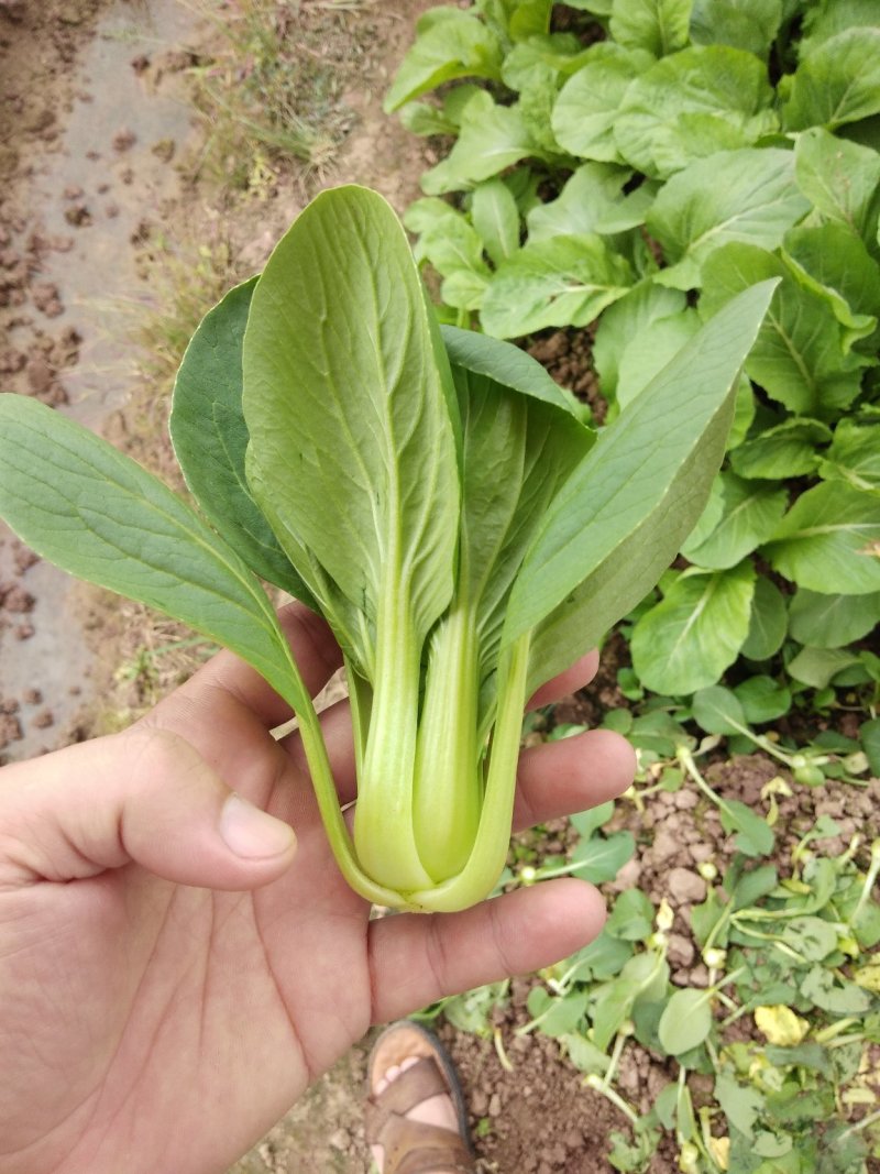 蔬菜