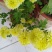 菊花种苗北京夏菊苗基地直供根系好花色艳丽
