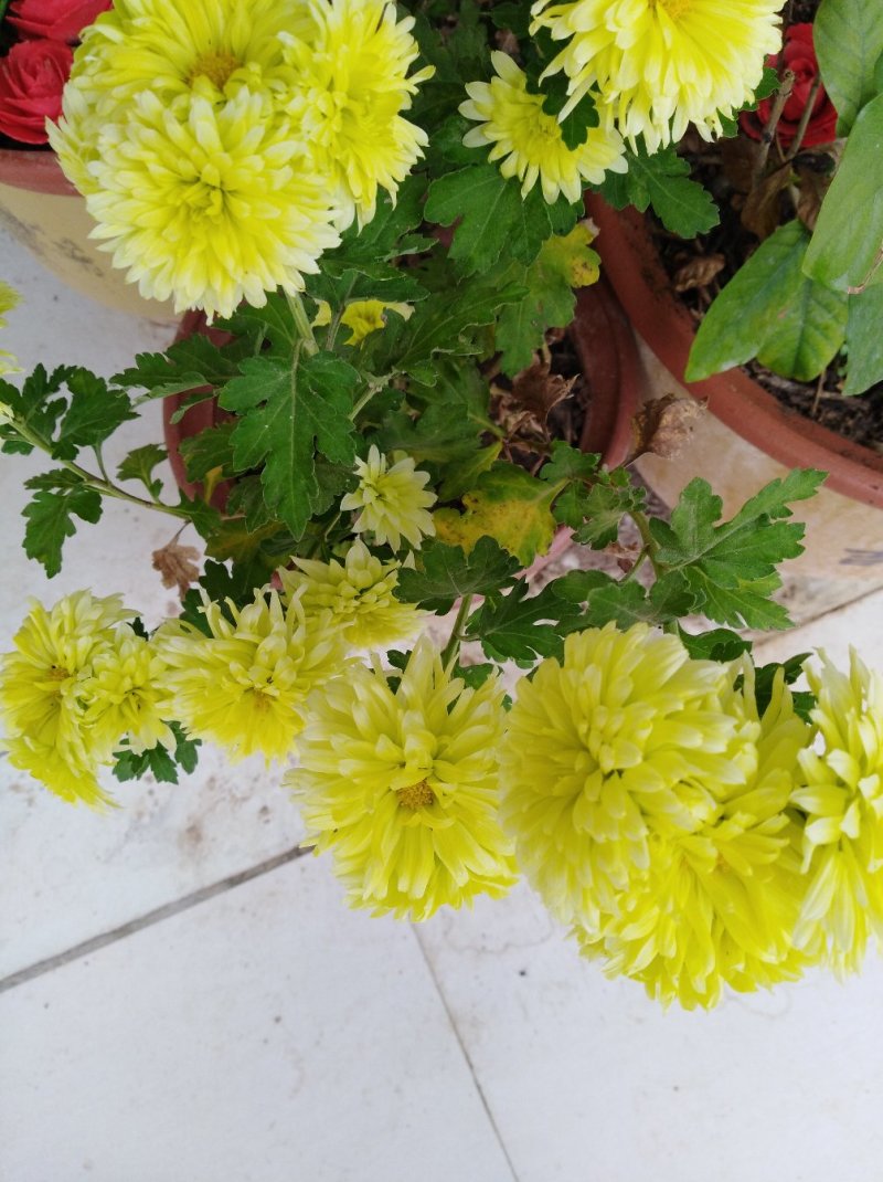 菊花种苗北京夏菊苗基地直供根系好花色艳丽