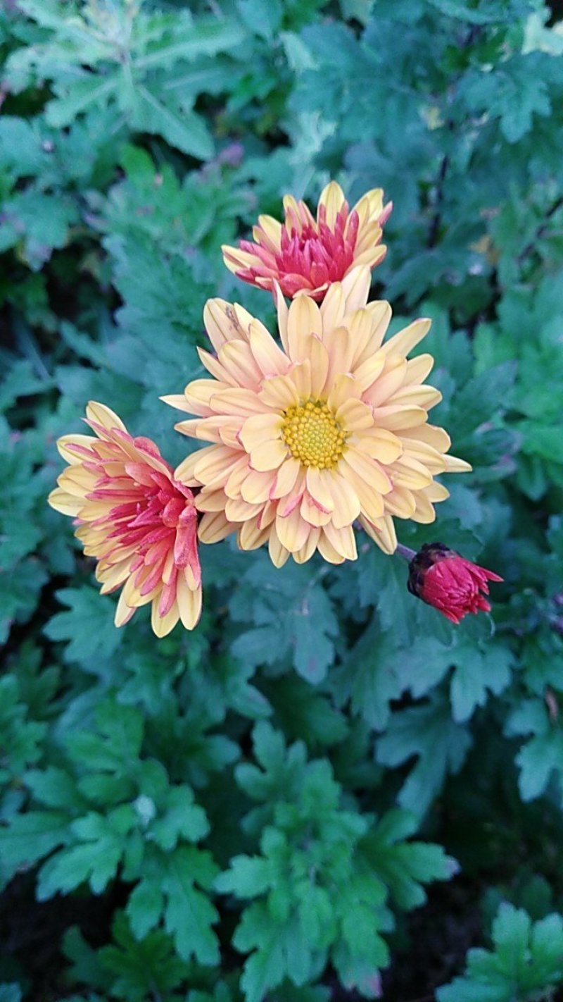 菊花种苗北京夏菊苗基地直供根系好花色艳丽