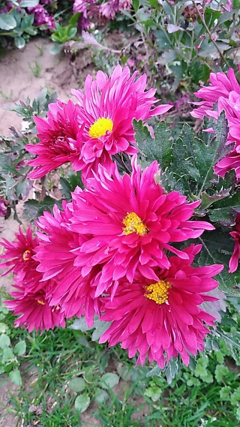 菊花种苗北京夏菊苗基地直供根系好花色艳丽